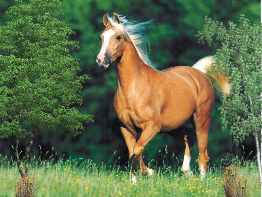 Sonhar com cavalo: alcance sua independência 