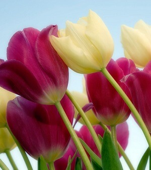 Tulipas