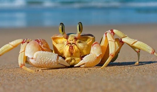 Caranguejo na praia